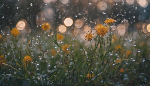 flower, outdoors, blurry, no humans, depth of field, plant, scenery, bubble, water drop, yellow flower, still life, dandelion