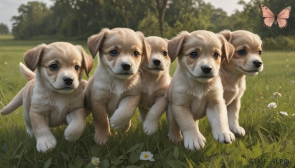 blue eyes,closed mouth,flower,outdoors,day,blurry,tree,no humans,animal,grass,bug,white flower,butterfly,nature,dog,realistic,animal focus,looking at viewer,sky,signature,blurry background,family