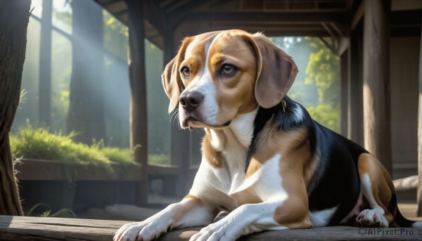 HQ,solo,brown eyes,outdoors,lying,day,signature,blurry,tree,no humans,animal,sunlight,looking up,plant,on stomach,nature,scenery,forest,dog,light rays,realistic,animal focus,grass,puppy