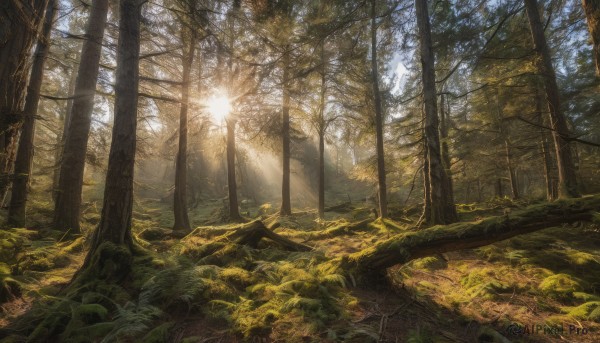 outdoors, sky, day, tree, no humans, sunlight, plant, nature, scenery, forest, light rays, landscape