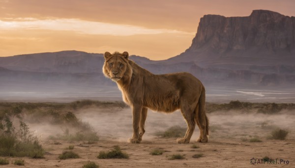 solo,looking at viewer,standing,full body,outdoors,sky,cloud,tree,no humans,animal,grass,nature,scenery,sunset,mountain,realistic,animal focus,water,forest,landscape,tiger,fog