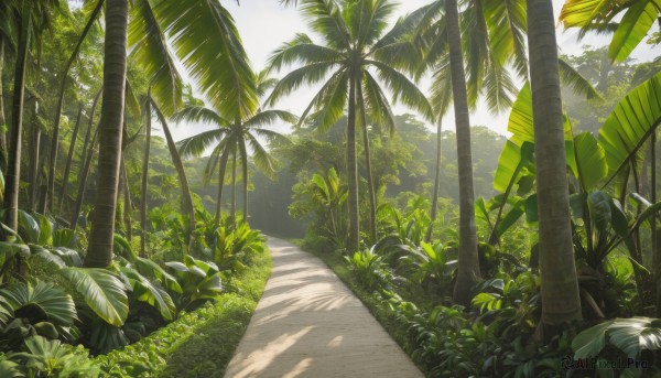 outdoors,day,tree,no humans,shadow,leaf,sunlight,grass,plant,nature,scenery,forest,palm tree,bush,shade,dappled sunlight,green theme,tree shade,sky,cloud,road,path