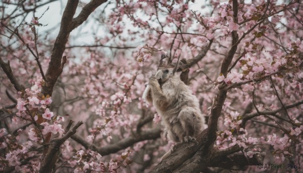 flower, outdoors, horns, blurry, tree, no humans, bird, cherry blossoms, scenery, realistic, branch