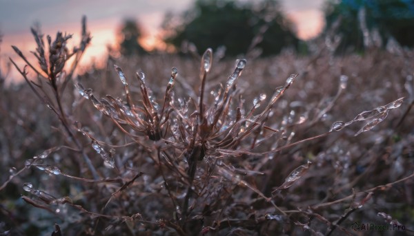 solo,weapon,outdoors,water,blurry,tree,no humans,depth of field,blurry background,nature,scenery,crystal,branch,sky,plant,bone,still life