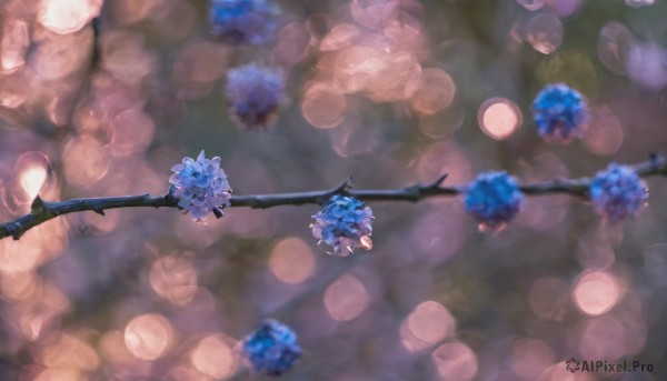 flower, signature, blurry, tree, no humans, depth of field, blurry background, scenery, blue flower, branch, bokeh