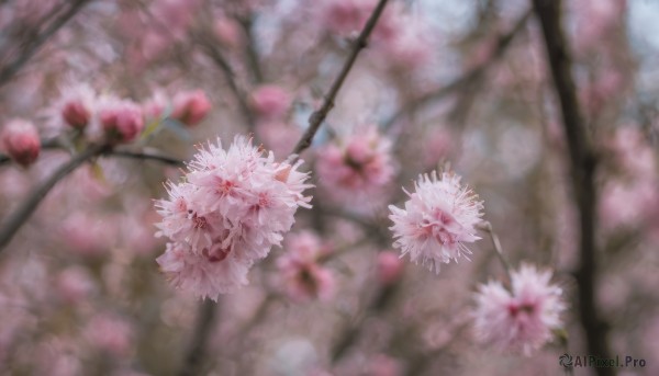 flower, outdoors, day, blurry, tree, no humans, depth of field, blurry background, cherry blossoms, scenery, realistic, branch, still life, spring (season)