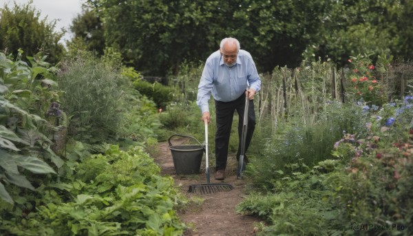 solo,shirt,long sleeves,1boy,holding,standing,white shirt,flower,male focus,outdoors,shoes,day,collared shirt,pants,tree,facial hair,black pants,plant,nature,scenery,beard,fence,mustache,bucket,bush,bald,old,old man,cane,garden,black footwear,dress shirt,leaf,umbrella,grass,facing viewer,sleeves rolled up,wide shot,photo background,watering can