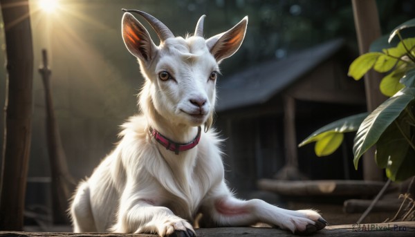 HQ,solo,looking at viewer,brown eyes,closed mouth,outdoors,horns,indoors,signature,blurry,collar,no humans,depth of field,blurry background,animal,leaf,sunlight,cat,plant,realistic,animal focus,white fur,red collar,pokemon (creature),dog,light rays,animal collar