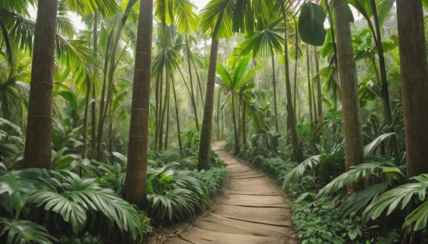 outdoors,day,tree,no humans,leaf,sunlight,plant,nature,scenery,forest,palm tree,bush,green theme,grass,road,path