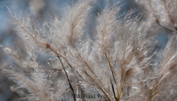 outdoors,sky,day,cloud,blurry,tree,blue sky,no humans,depth of field,blurry background,nature,scenery,snow,branch,winter,bare tree,artist name,signature,realistic,still life