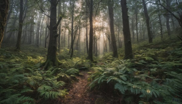 outdoors, day, tree, no humans, leaf, sunlight, grass, plant, nature, scenery, forest, path