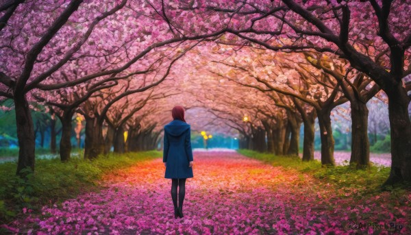 1girl, solo, short hair, long sleeves, standing, flower, pantyhose, outdoors, shoes, day, hood, from behind, tree, coat, black pantyhose, hood down, grass, cherry blossoms, nature, scenery, pink flower, facing away, road, field, blue coat, path, spring (season)