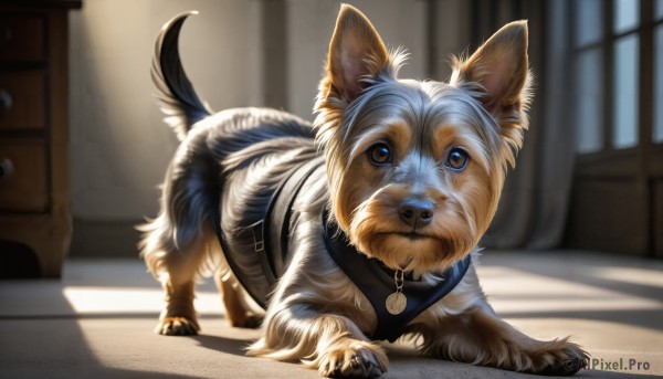 HQ,solo,looking at viewer,brown eyes,closed mouth,full body,indoors,blurry,collar,no humans,window,depth of field,blurry background,shadow,animal,sunlight,dog,realistic,animal focus,animal collar,standing,watermark,web address,door