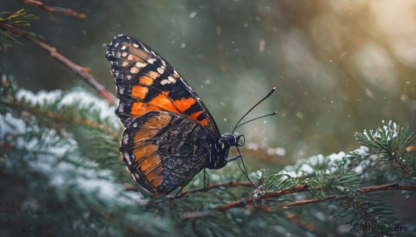 A enchanting snowy outdoors highlighting a butterfly