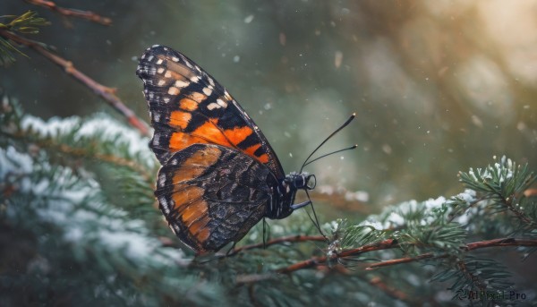 outdoors, wings, blurry, tree, no humans, depth of field, blurry background, animal, bug, butterfly, nature, scenery, snow, flying, snowing, branch, butterfly wings