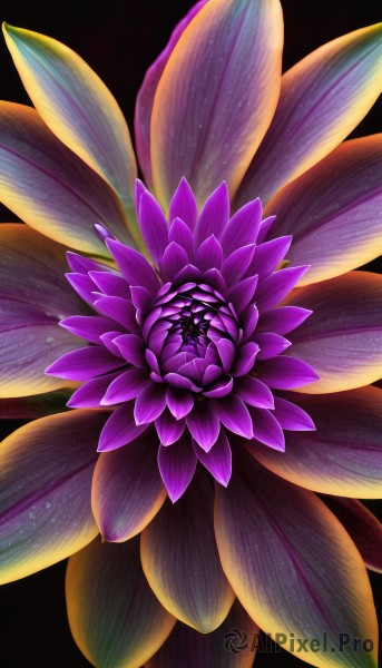 solo,simple background,flower,no humans,leaf,black background,pink flower,purple flower,still life,looking at viewer,glowing,plant,multiple tails