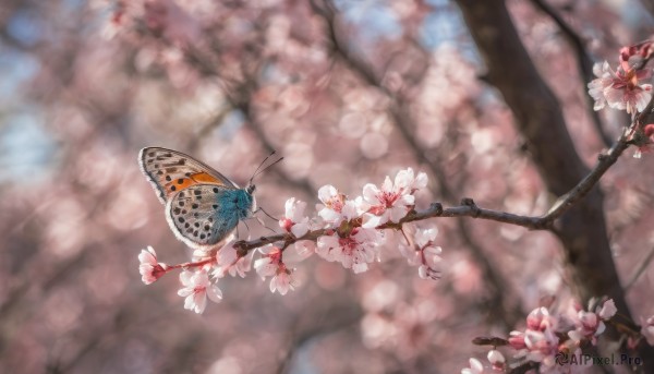 flower, outdoors, day, blurry, tree, no humans, depth of field, blurry background, bug, cherry blossoms, butterfly, scenery, branch, spring (season)