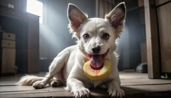 HQ,solo,looking at viewer,open mouth,blue eyes,full body,tongue,indoors,tongue out,blurry,black eyes,collar,no humans,window,bell,animal,fangs,cat,box,claws,dog,realistic,animal focus,pet bowl,lying,teeth,sunlight,door,animal collar