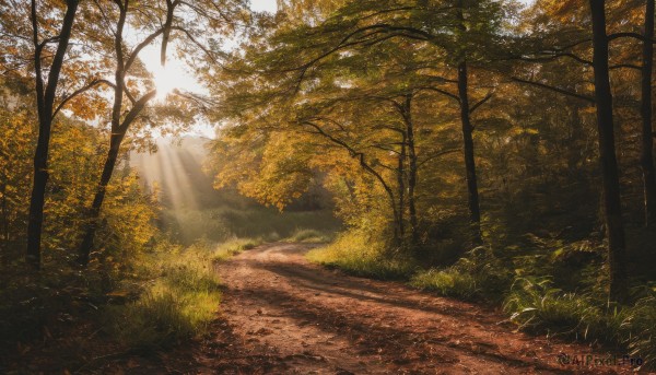 outdoors,day,signature,tree,no humans,leaf,sunlight,grass,nature,scenery,forest,light rays,road,bush,autumn leaves,sunbeam,autumn,path,sky,plant,sunset,landscape