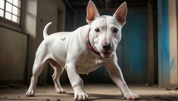 HQ,solo,looking at viewer,open mouth,full body,indoors,black eyes,collar,no humans,window,animal,dog,realistic,door,animal focus,standing,tongue,tongue out,blurry,red collar,animal collar,horror (theme)