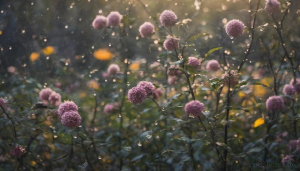 flower, outdoors, blurry, no humans, depth of field, leaf, plant, nature, scenery, water drop, purple flower, hydrangea