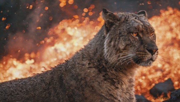 An iconic cat framed by a calm fiery dynamic scene
