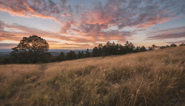 outdoors,sky,cloud,tree,blue sky,no humans,cloudy sky,grass,nature,scenery,forest,sunset,horizon,field,evening,landscape,orange sky,twilight