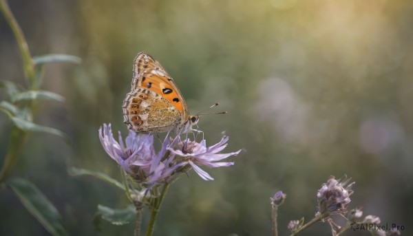 flower, wings, blurry, no humans, depth of field, blurry background, bug, butterfly, purple flower