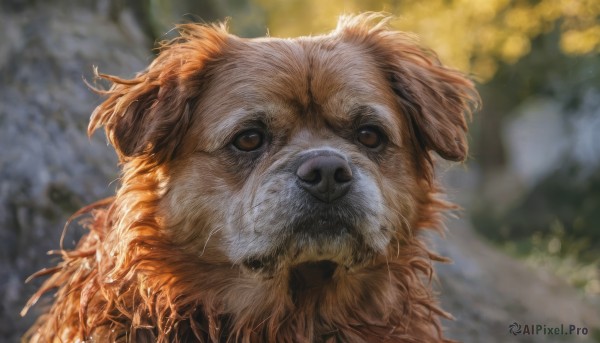 solo,looking at viewer,brown eyes,outdoors,day,blurry,no humans,depth of field,blurry background,animal,portrait,dog,realistic,animal focus,brown fur,closed mouth,tree,close-up