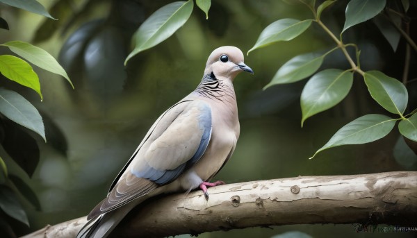 HQ,solo,blue eyes,outdoors,day,artist name,twitter username,blurry,from side,tree,no humans,depth of field,blurry background,bird,animal,leaf,watermark,plant,nature,forest,realistic,branch,animal focus,beak,moss,looking at viewer,standing,signature,sunlight,parrot