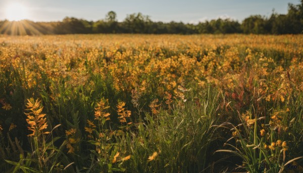 flower,outdoors,sky,day,blurry,tree,blue sky,no humans,sunlight,grass,plant,nature,scenery,mountain,yellow flower,sun,sunflower,field,flower field,landscape,1girl,solo,cloud,depth of field,forest