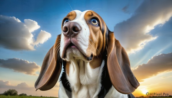 HQ,solo,blue eyes,outdoors,sky,day,cloud,water,tree,blue sky,no humans,animal,cloudy sky,looking up,scenery,sunset,realistic,sun,animal focus,whiskers,looking at viewer,open mouth,upper body,sunlight,rabbit,what