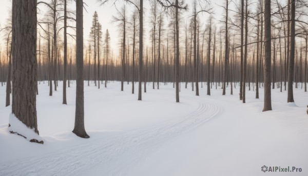 A tranquil snowy outdoors showcasing a landscape