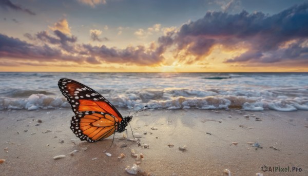 outdoors, wings, sky, cloud, water, no humans, ocean, beach, cloudy sky, bug, butterfly, scenery, sunset, sand, horizon, shell, waves