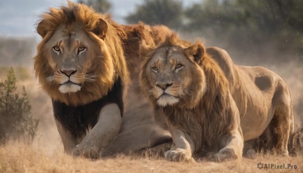 looking at viewer,outdoors,lying,sky,day,blurry,tree,no humans,depth of field,blurry background,animal,grass,on stomach,nature,claws,realistic,animal focus,lion,closed mouth,cloud,signature,blue sky