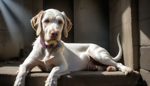 HQ,solo,blue eyes,indoors,signature,collar,no humans,animal,sunlight,cat,dog,light rays,realistic,animal focus,animal collar,horror (theme),pet bowl,looking at viewer,lying,tongue,tongue out,on side,sleeping,couch,red collar