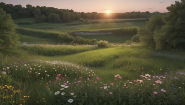 flower,outdoors,sky,cloud,tree,no humans,sunlight,grass,white flower,nature,scenery,forest,sunset,rock,mountain,sun,field,river,landscape,cloudy sky,bush,flower field,gradient sky