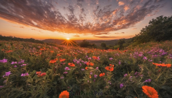 flower, outdoors, sky, cloud, tree, no humans, cloudy sky, grass, red flower, nature, scenery, sunset, purple flower, sun, field, flower field, landscape