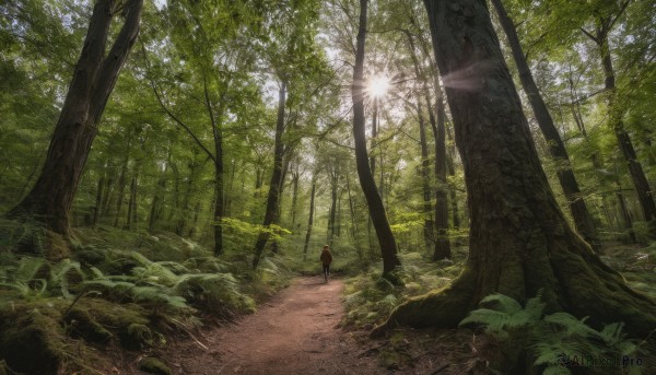 solo, outdoors, tree, sunlight, nature, scenery, forest, light rays, path