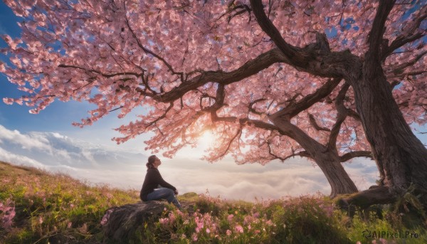 1girl, solo, short hair, brown hair, long sleeves, sitting, flower, outdoors, sky, day, pants, cloud, hood, tree, blue sky, hoodie, cloudy sky, grass, denim, cherry blossoms, scenery, jeans, blue pants, wide shot