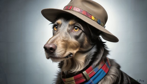 HQ,solo,hat,yellow eyes,grey background,collar,no humans,animal,looking up,portrait,dog,realistic,brown headwear,animal focus,whiskers,clothed animal,looking at viewer,simple background,closed mouth,cowboy hat