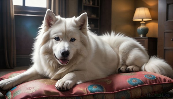 HQ,looking at viewer,open mouth,blue eyes,lying,tongue,indoors,tongue out,pillow,no humans,window,bed,animal,curtains,dog,realistic,blanket,bookshelf,lamp,bedroom,animal focus,carpet,rug,signature,book,fangs,under covers,white fur