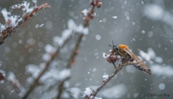 weapon, outdoors, blurry, tree, from above, scenery, snow, snowing, branch