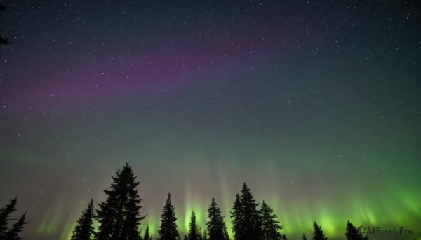 outdoors,sky,tree,no humans,night,grass,star (sky),nature,night sky,scenery,forest,starry sky,aurora,star (symbol),pine tree