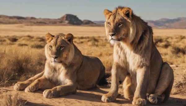 looking at viewer,closed mouth,full body,outdoors,lying,sky,day,blurry,blue sky,no humans,blurry background,animal,grass,realistic,animal focus,desert,brown eyes,signature,pokemon (creature),mountain,sand,lion