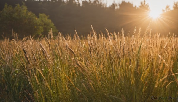 outdoors,sky,day,tree,no humans,sunlight,grass,plant,nature,scenery,forest,sun,field,cloud,blurry,blue sky,lens flare,sunset,light rays,landscape