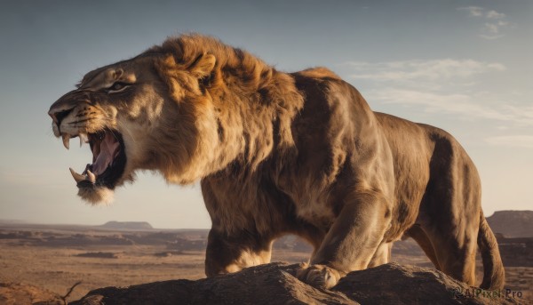 solo,open mouth,outdoors,sky,teeth,day,cloud,from side,no humans,animal,fangs,sharp teeth,scenery,mountain,realistic,sand,animal focus,tiger,desert,oversized animal,lion,1girl,brown hair,animal ears,lying,cloudy sky