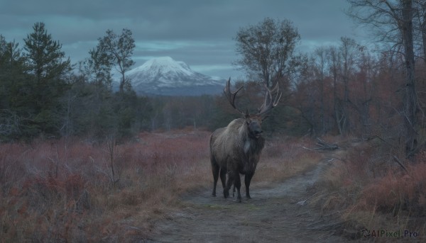 outdoors,sky,day,cloud,tree,no humans,animal,cloudy sky,grass,nature,scenery,snow,forest,mountain,antlers,bare tree,landscape,deer,solo,field,reindeer