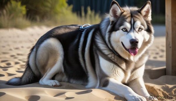 HQ,solo,looking at viewer,outdoors,lying,day,tongue,tongue out,blurry,black eyes,no humans,blurry background,animal,dog,realistic,animal focus,full body,signature,collar,on stomach