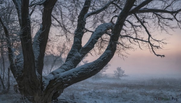 outdoors,sky,cloud,tree,dutch angle,no humans,grass,nature,scenery,forest,bare tree,landscape,fog,water,bird,sunset,branch,twilight,gradient sky,sunrise